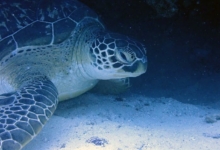 Piper, female green turtle Female green turtle on a reef, Kuredu Caves, Lhaviyani Atoll, Maldives