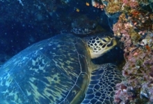 Piper, female green turtle Female green turtle on a reef, Kuredu Caves, Lhaviyani Atoll, Maldives