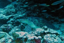 Piper, female green turtle Female green turtle on a reef, Kuredu Caves, Lhaviyani Atoll, Maldives