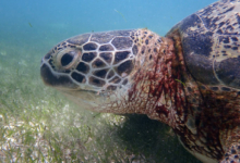 Sky, male green turtle Adult male green turtle left profile, Lhaviyani Atoll, Maldives. Image.