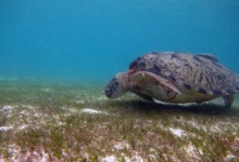 Sky, male green turtle Adult male green turtle swimming over sea grass meadow, Lhaviyani Atoll, Maldives. Image.