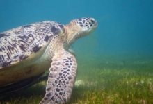 Sky, male green turtle Adult male green turtle swimming over sea grass meadow, Lhaviyani Atoll, Maldives. Image.