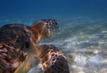 Sky, male green turtle Adult male green turtle swimming over sea grass meadow, Lhaviyani Atoll, Maldives. Image.