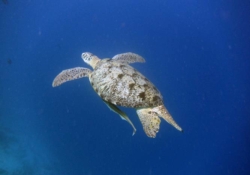 Sky, male green turtle Adult male green turtle with long tail swimming in the blue, Lhaviyani Atoll, Maldives. Image.