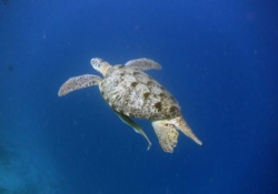 Sky, male green turtle Adult male green turtle with long tail swimming in the blue, Lhaviyani Atoll, Maldives. Image.