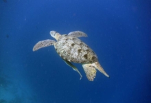 Sky, male green turtle Adult male green turtle with long tail swimming in the blue, Lhaviyani Atoll, Maldives. Image.
