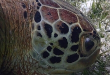 Lily, male green turtle Male green turtle right profile, Lhaviyani Atoll, Maldives. Image.
