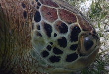 Lily, male green turtle Male green turtle right profile, Lhaviyani Atoll, Maldives. Image.