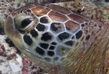 Lily, male green turtle Male green turtle left profile, Lhaviyani Atoll, Maldives. Image.