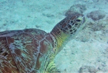 Mareena, female green turtle Adopt a turtle. Photo of a green turtle resting at the bottom of the sea, Lhaviyani Atoll, Maldives.