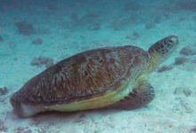 Mareena, female green turtle Adopt a turtle. Photo of a green turtle resting at the bottom of the sea, Lhaviyani Atoll, Maldives.
