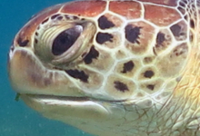 Mareena, female green turtle Female green turtle left profile, Lhaviyani Atoll, Maldives. Image
