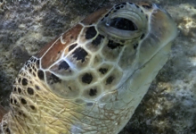 Mareena, female green turtle Female green turtle right profile, Lhaviyani Atoll, Maldives. Image