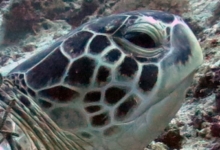 Kaela, male green turtle Adopt a sea turtle