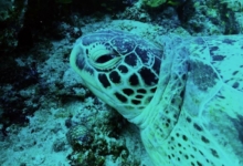 Kaela, male green turtle Photo of a green sea turtle, right profile, Lhaviyani Atoll, Maldives. Adopt a turtle.