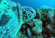 Kaela, male green turtle Photo of a green sea turtle, left profile, Lhaviyani Atoll, Maldives. Adopt a turtle.