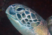 Huraveela, female green turtle Adopt a turtle. Image.
