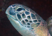 Huraveela, female green turtle Adopt a turtle. Image.