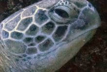 Huraveela, female green turtle Profile of female green turtle with only 3 scales behind the eye, right side. Image.