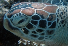 Mara, juvenile green turtle Adopt a sea turtle. Juvenile green turtle left profile, Lhaviyani Atoll, Maldives. Image.
