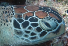 Mara, juvenile green turtle Adopt a sea turtle. Juvenile green turtle right profile, Lhaviyani Atoll, Maldives. Image.