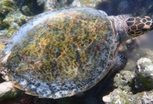 Brownie, juvenile hawksbill Juvenile hawksbill - full shell, Maldives. Image.