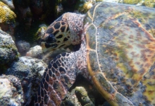 Brownie, juvenile hawksbill Juvenile hawksbill eating coral, Maldives. Image.