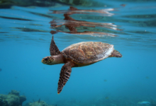 Brownie, juvenile hawksbill Juvenile hawksbill swimming in the blue, Maldives. Image