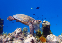 Brownie, juvenile hawksbill Juvenile hawksbill swimming over colourful reef, Maldives. Image.