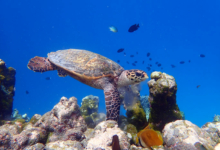 Brownie, juvenile hawksbill Juvenile hawksbill swimming over colourful reef, Maldives. Image.