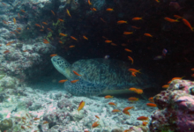 Huraveela, female green turtle Female green turtle resting under coral reef overgang with colourful fish, Maldives. Image.