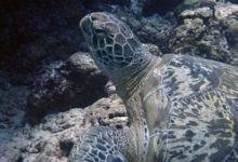 Huraveela, female green turtle Female green turtle in profile, Maldives. Image.