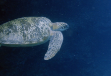 Huraveela, female green turtle Female green turtle swimming in the blue, Maldives. Image.
