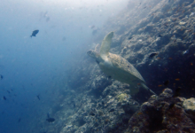 Huraveela, female green turtle Female green turtle swimming up from a coral reef with flippers extended, Maldives. Image.