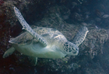 Kaela, male green turtle Male greeen turtle swimming near coral reef with flippers extended, Maldives. Image.
