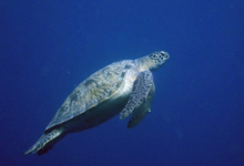 Kaela, male green turtle Male greeen turtle swimming in the blue, Maldives. Image.