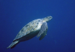 Kaela, male green turtle Male greeen turtle swimming in the blue, Maldives. Image.