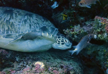 Kaela, male green turtle Male greeen turtle on coral reef, Maldives. Image.