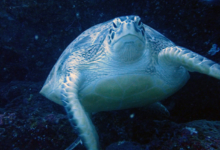 Kaela, male green turtle Male greeen turtle looking grumpy, Maldives. Image.