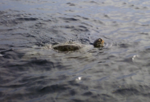 Kaela, male green turtle Male greeen turtle popping his head above water for a breath, Maldives. Image.
