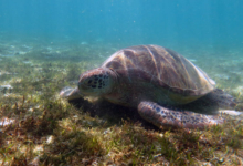 Lily, male green turtle Male green turtle foraging on sea grass meadow, Lhaviyani Atoll, Maldives. Image.