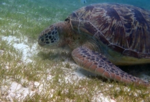 Lily, male green turtle Male green turtle foraging on sea grass meadow, Lhaviyani Atoll, Maldives. Image.