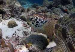 Lily, male green turtle Male green turtle on coral reef, Lhaviyani Atoll, Maldives. Image.