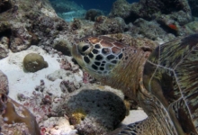 Lily, male green turtle Male green turtle on coral reef, Lhaviyani Atoll, Maldives. Image.