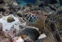 Lily, male green turtle Male green turtle on coral reef, Lhaviyani Atoll, Maldives. Image.