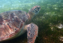 Lily, male green turtle Male green turtle foraging on sea grass meadow, Lhaviyani Atoll, Maldives. Image.