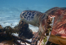 Mara, juvenile green turtle Adopt a sea turtle. Juvenile green turtle left profile, Lhaviyani Atoll, Maldives. Image.