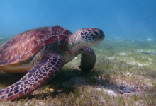 Mara, juvenile green turtle Adopt a sea turtle. Juvenile green turtle on sea grass, Lhaviyani Atoll, Maldives. Image.