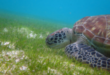 Mara, juvenile green turtle Adopt a sea turtle. Juvenile green turtle eating sea grass, Lhaviyani Atoll, Maldives. Image.