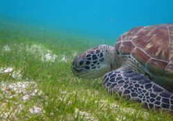 Mara, juvenile green turtle Adopt a sea turtle. Juvenile green turtle eating sea grass, Lhaviyani Atoll, Maldives. Image.
